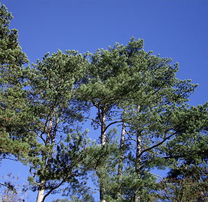 Scots pines