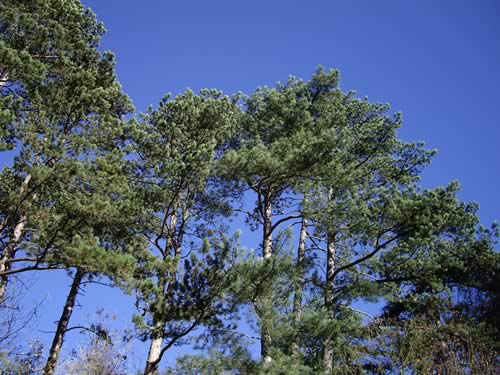 scots pines